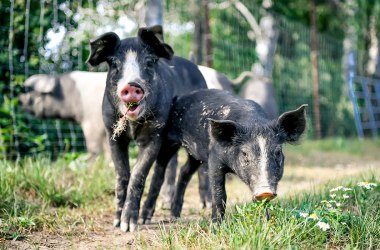 Schwein gehabt, © Weinviertel Tourismus / Robert Herbst
